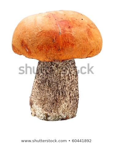 [[stock_photo]]: Orange Cap Boletus Growing