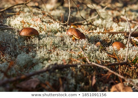 Foto d'archivio: Small Boletus Badius Grows In Wood