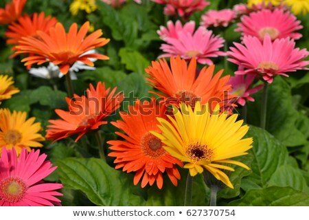 Stock photo: Beautiful Daisy Gerbera