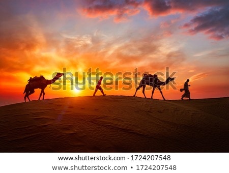 Stok fotoğraf: Indian Cameleer Camel Driver With Camel Silhouettes In Dunes On Sunset Jaisalmer Rajasthan India