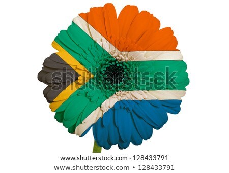 Stock photo: Gerbera Daisy Flower In Colors National Flag Of South Korea On