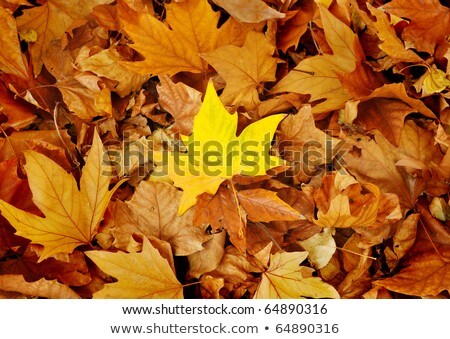 Autumn Leaves Lying In The Faded Foliage ストックフォト © Alkestida