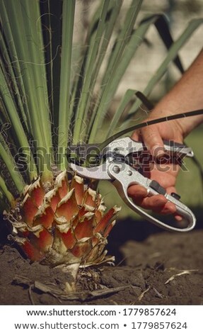 Stock fotó: Cultivation Of Trees By Trimming