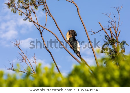 Zdjęcia stock: Silvery Cheeked Hornbill Sitting On Branch