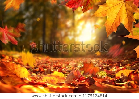 Foto stock: Olhas · de · outono · caindo