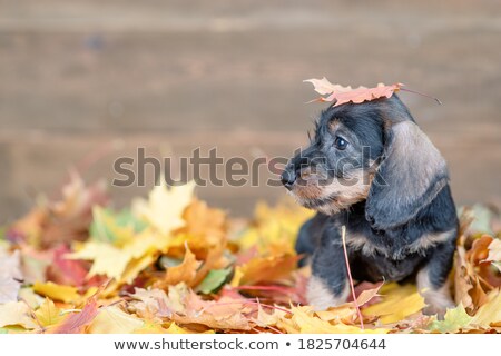 ストックフォト: Wire Haired Dachshund Looking Into The Camera