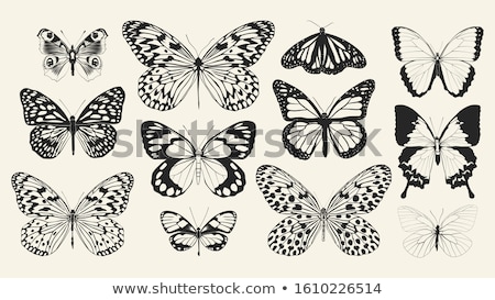 Stock fotó: Butterfly