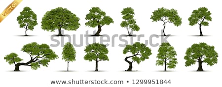 Foto stock: Deciduous Tree