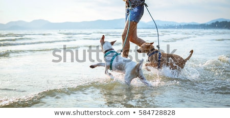 [[stock_photo]]: Dog And Owner At The Beach