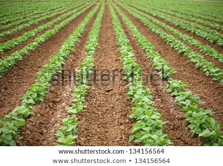 Stockfoto: Growing Brown Beans