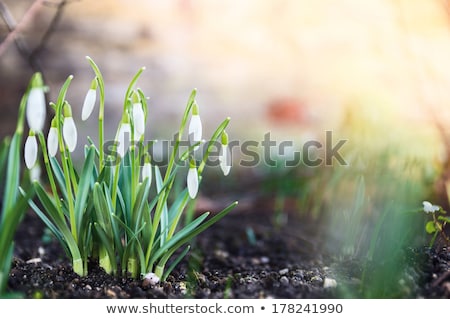 Foto stock: First Spring Flowers