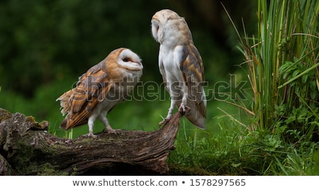 Stock photo: Barbagianni On Branch