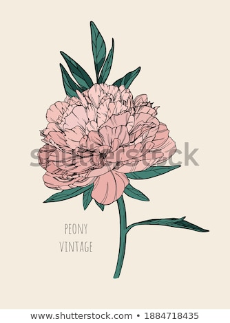 [[stock_photo]]: Pink Peony Flowers As Floral Art Background Botanical Flatlay And Luxury Branding