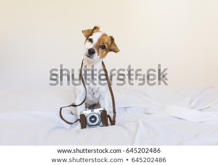 商業照片: Photographer Dog Camera