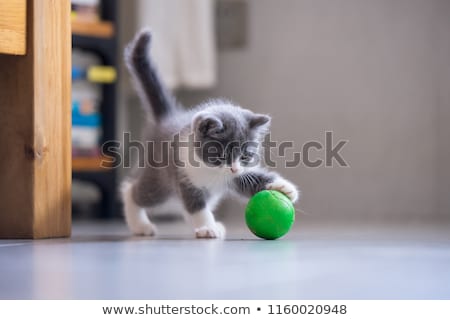 Foto stock: Playing With Kitten