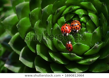 Сток-фото: Dew Covered Ladybug