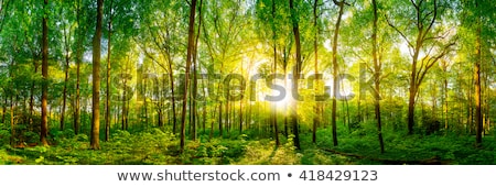 Stock fotó: Green Sunny Forest