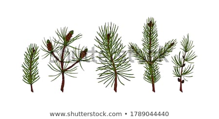 Zdjęcia stock: Evergreen Plants