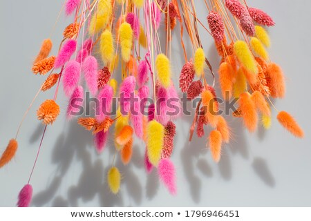 [[stock_photo]]: Hares Tail Grass