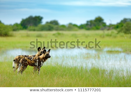 Stockfoto: African Painted Wild Dog Lycaon Pictus