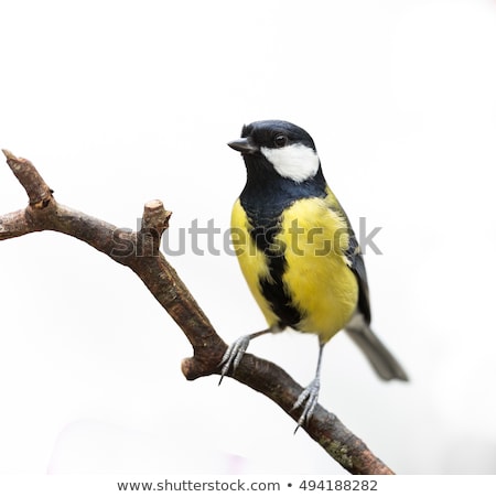 Zdjęcia stock: Isolated Great Tit On Twig