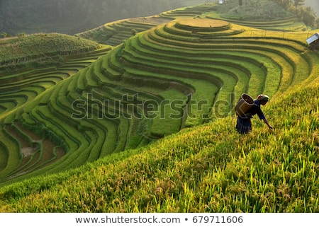 Stockfoto: Green Rice Fields On Bali Island