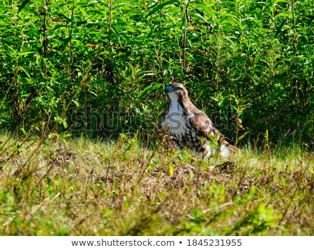 Foto d'archivio: Wild Hawk On The Ground Color Image