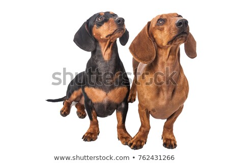 Imagine de stoc: Short Hair Puppy Dachshund Portrait In White Background