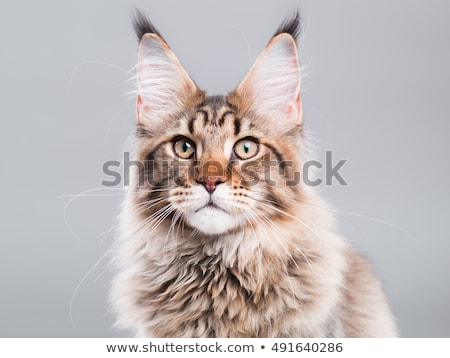 Imagine de stoc: Sweet Cat Portrait In A Photo Studio