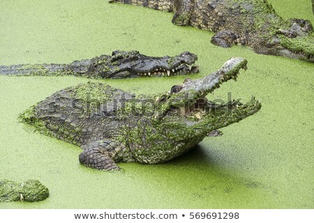 ストックフォト: Crocodile With Open Mouth In Green Slime