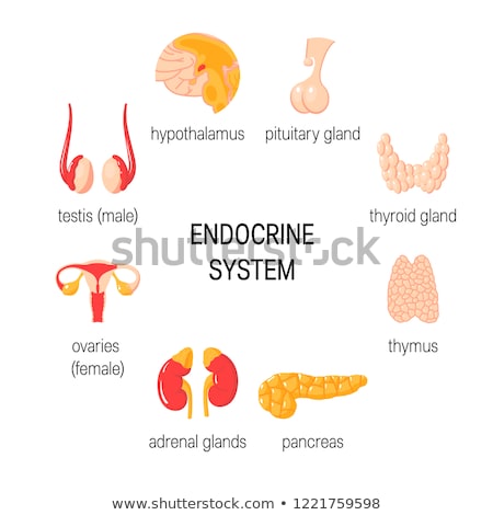 Stock fotó: Pituitary Gland Hormones Round Diagram