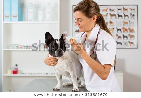 [[stock_photo]]: French Bulldog Making A Cleaning Ears