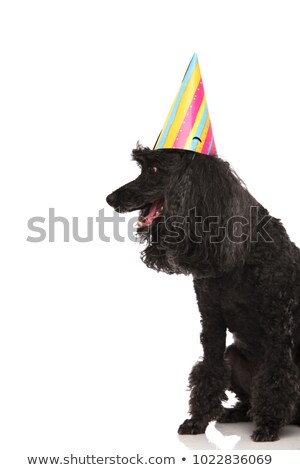 [[stock_photo]]: Side View Of A Black Poodle Wearing Party Hat