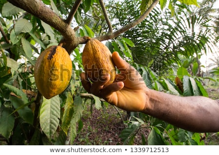 ストックフォト: Harvest Of Cacao Pods In Natural Farm Plantation