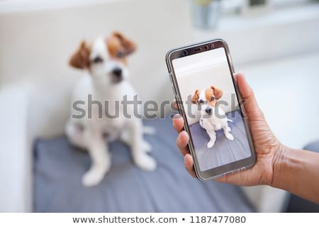 Stok fotoğraf: Taking Photos With Dog