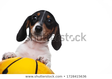 Foto stock: Basketball Player Dog