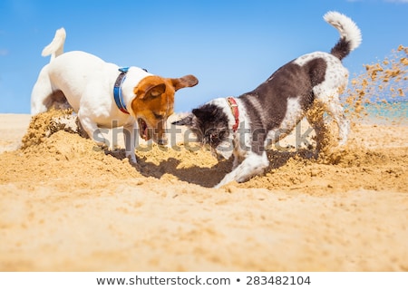 Stock photo: Couple Of Buried Dogs