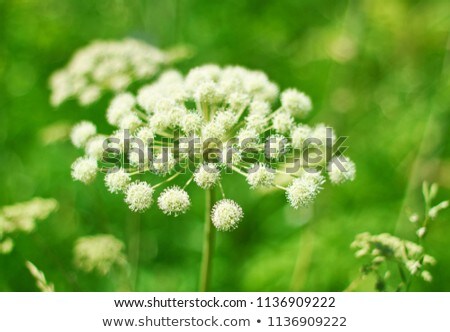 Plan Angelica [[stock_photo]] © Fanfo