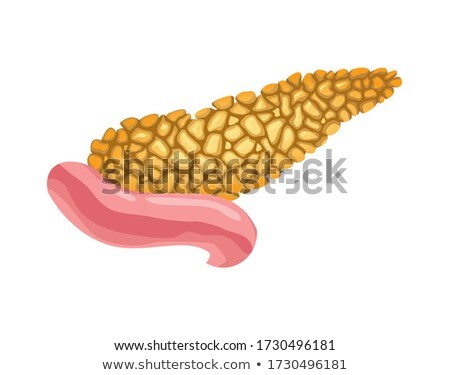 [[stock_photo]]: Realistic Human Pancreas Organ Vector Front View Illustration Isolated On White Background Healthca