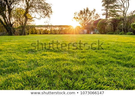 Foto stock: Backyard Sunset