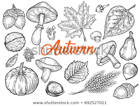 Stock photo: Hand Drawn Autumn Food Set Sketch Illustration