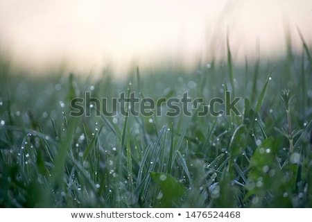 Stock photo: Drops In Grass