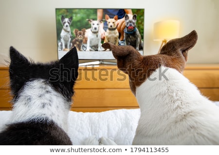 Stock foto: Dog Watching