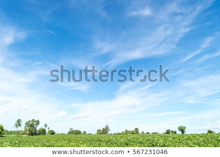 Stockfoto: Green Field And Blue Sky With Clouds
