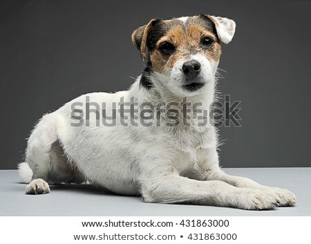 Сток-фото: Parson Russell Terrier Lying With In The Gray Photo Studio