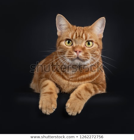 Stockfoto: Adorable Young Adult Red Tabby American Shorthair Cat