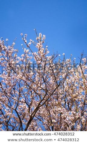 Stock fotó: Blooming Apple Tree Flowers In Spring Garden As Beautiful Nature Landscape Plantation And Agricultu