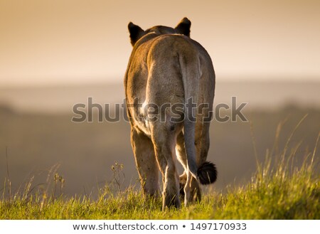 Stockfoto: Lioness On The Look Out For Prey