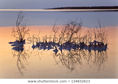 Stock foto: Withered Bush In Dead Sea