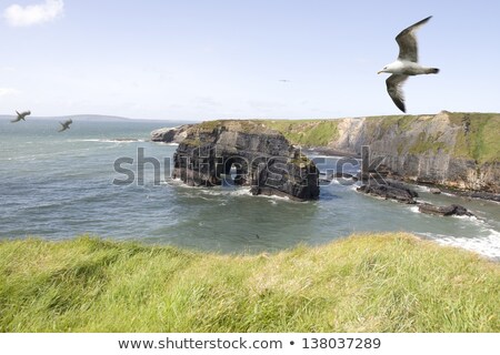 Сток-фото: Virgin Rock Seagull In An Updraught